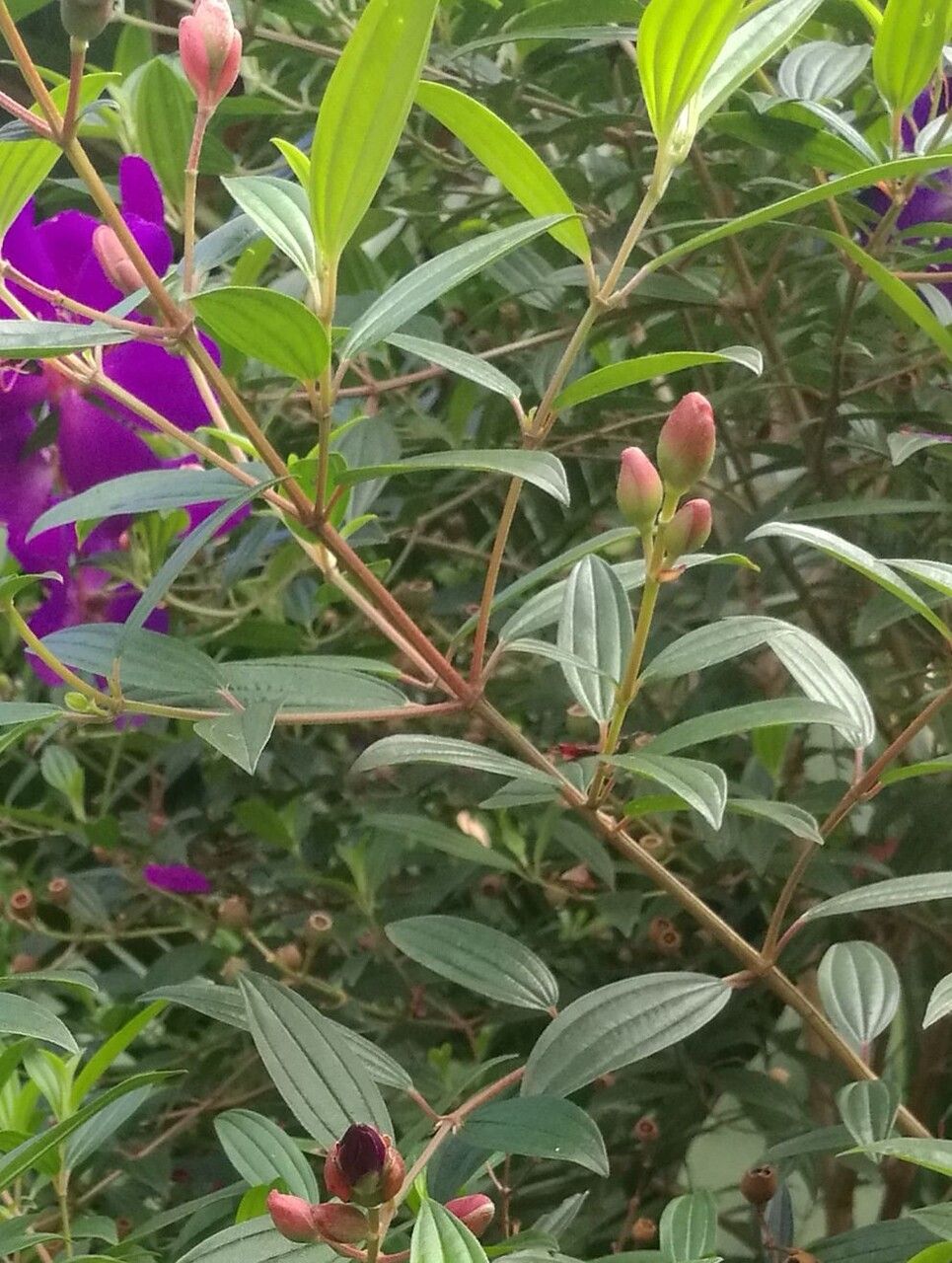 Tibouchina semidecandra bark