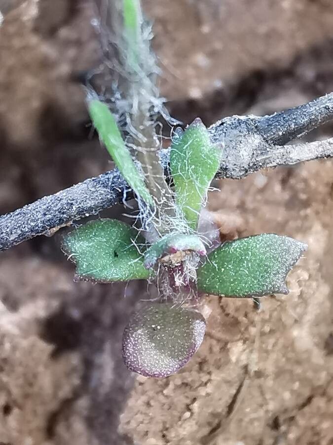 Jacobaea minuta leaf