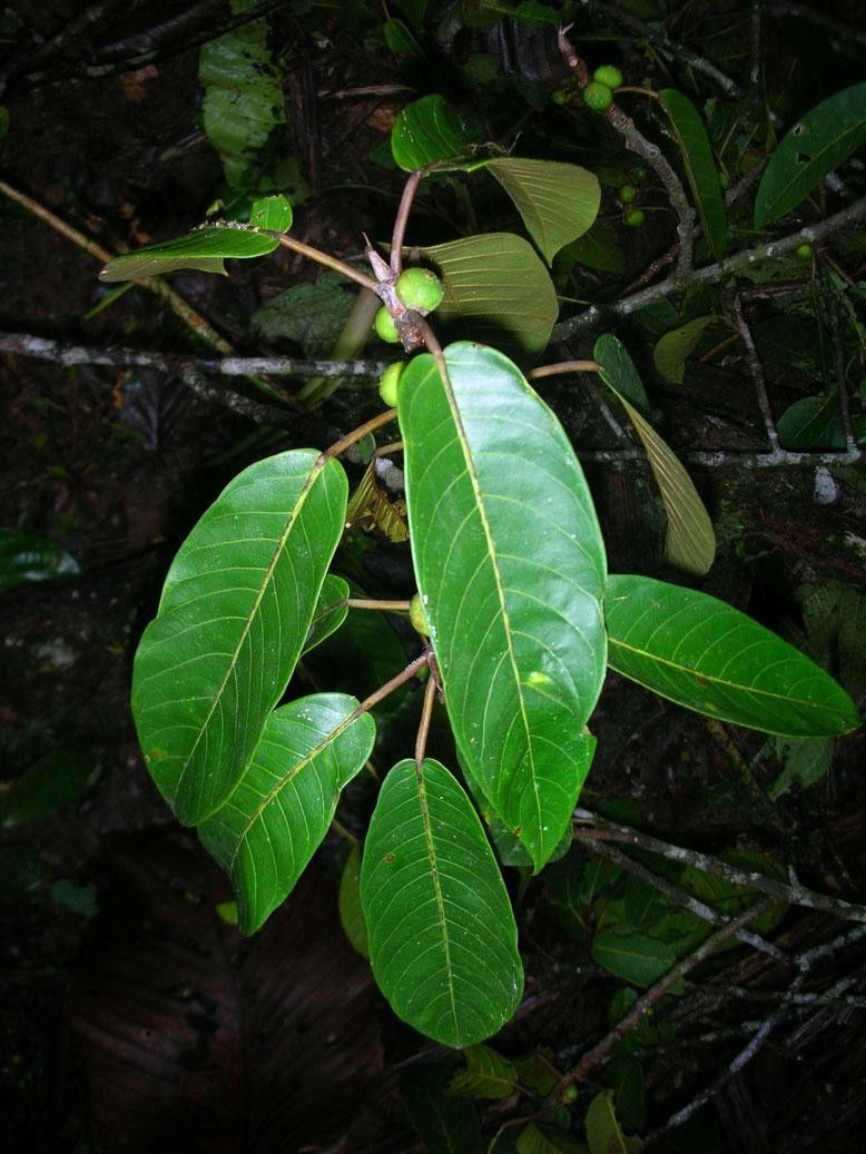 Ficus richteri other