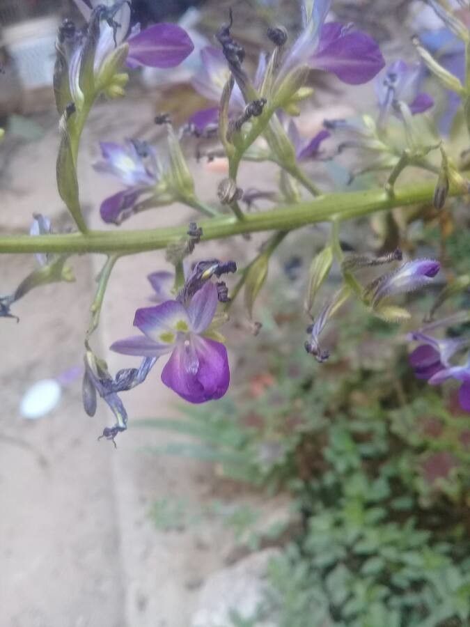 Eichhornia paniculata flower