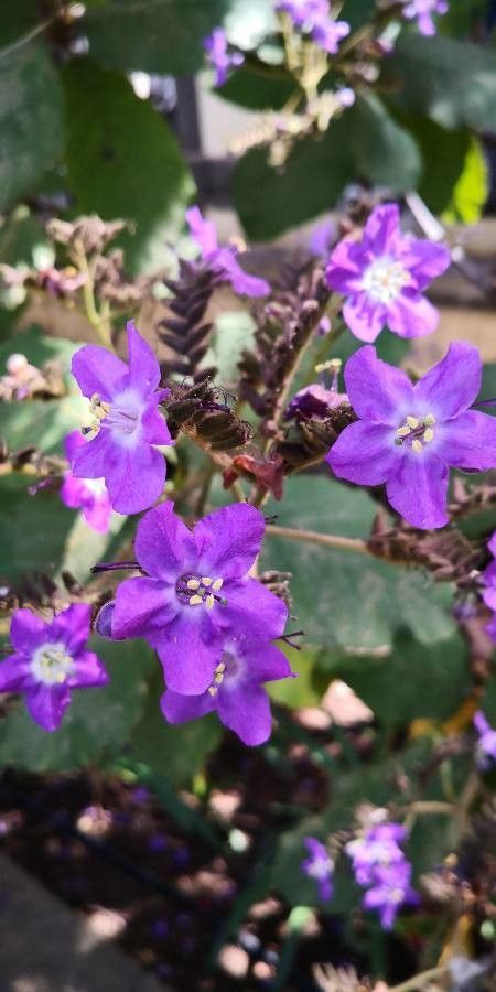 Wigandia urens flower