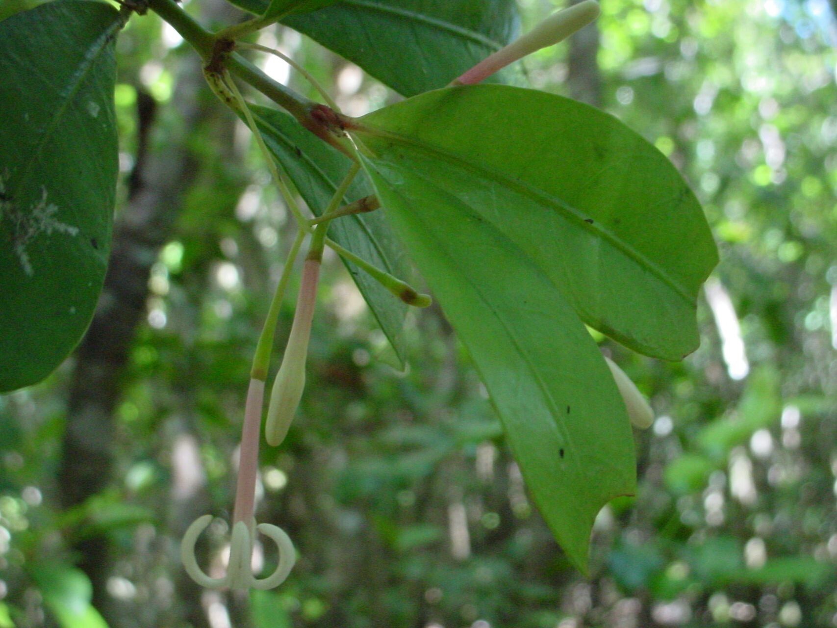 Psychotria goniocarpa flower