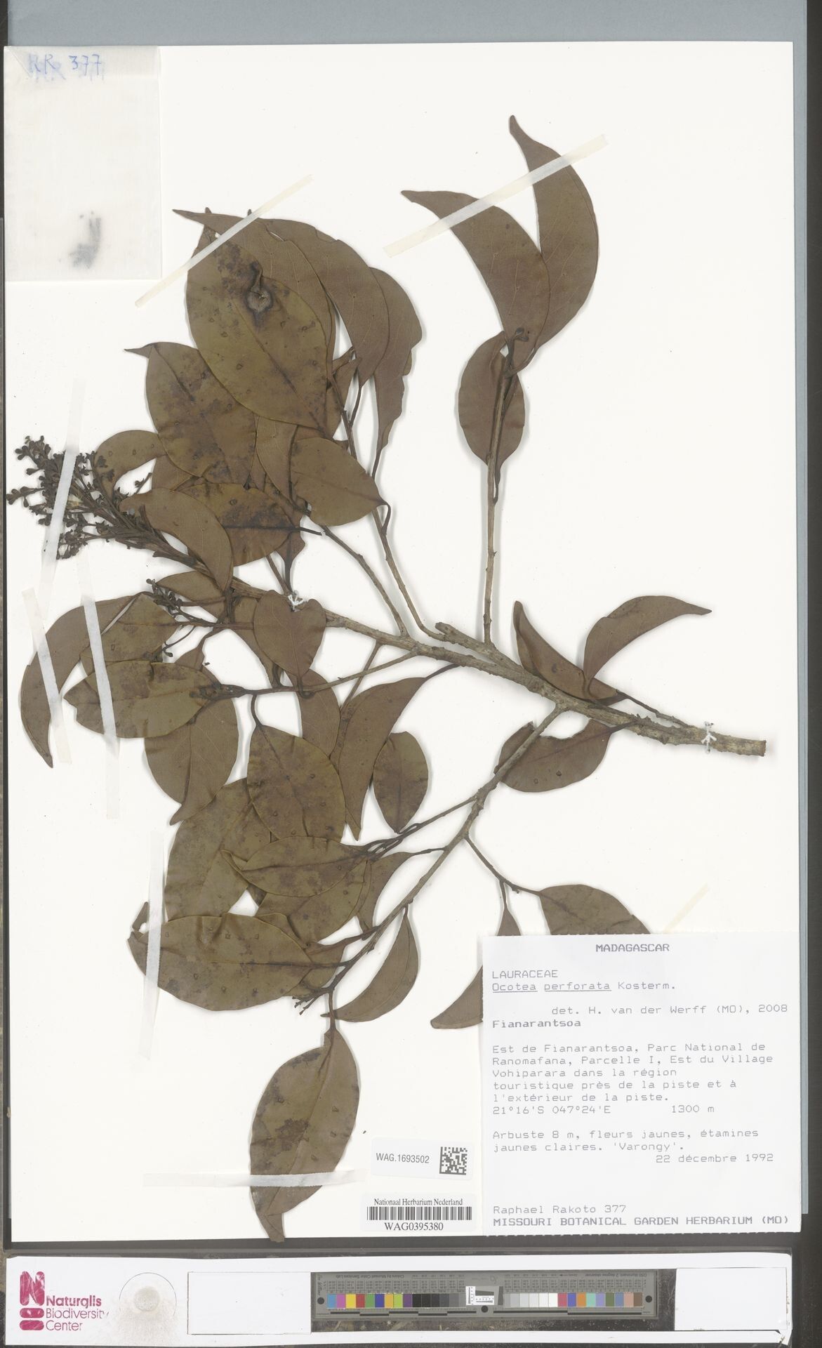 Ocotea perforata — houseplant care guide