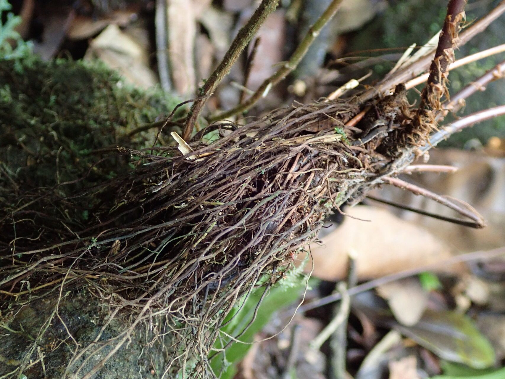 Tectaria fernandensis other