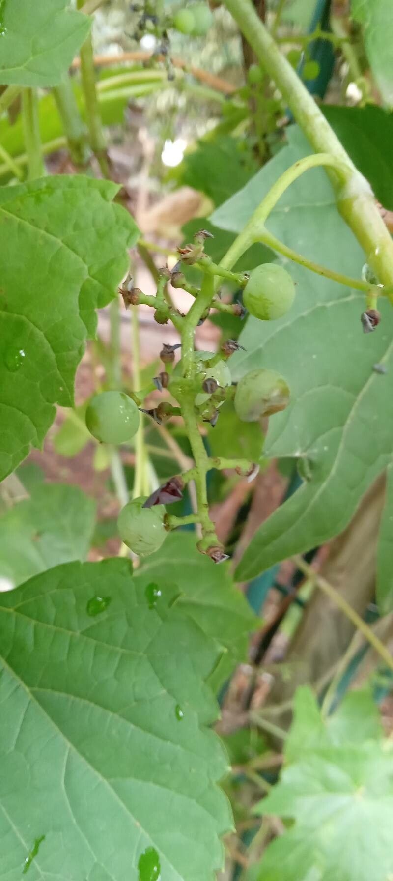 Ampelopsis brevipedunculata fruit