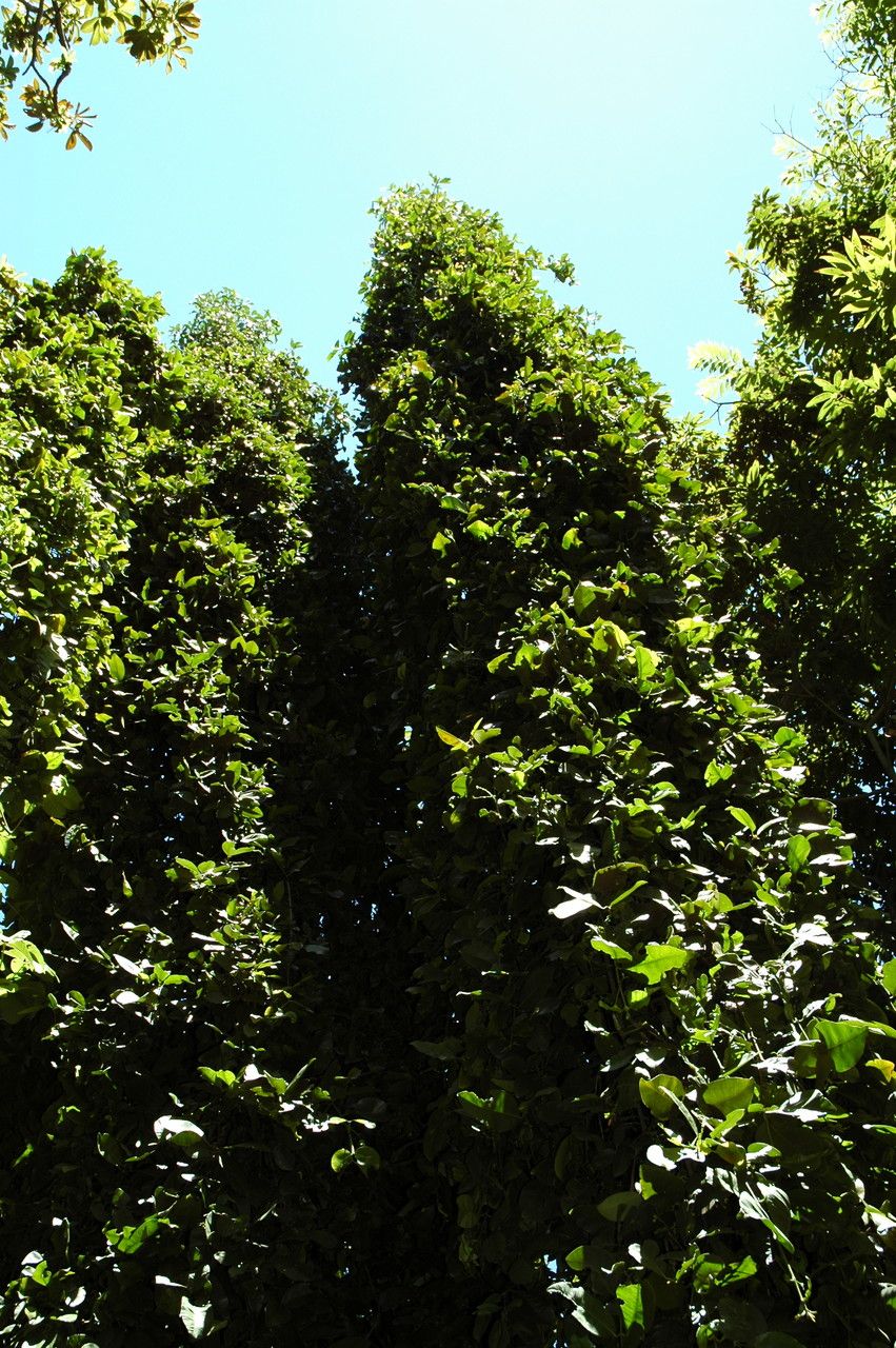 Garcinia cymosa habit