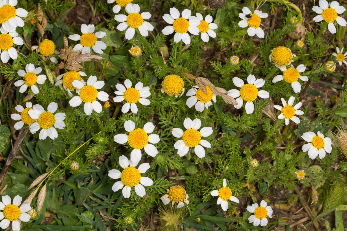 Anthemis secundiramea habit