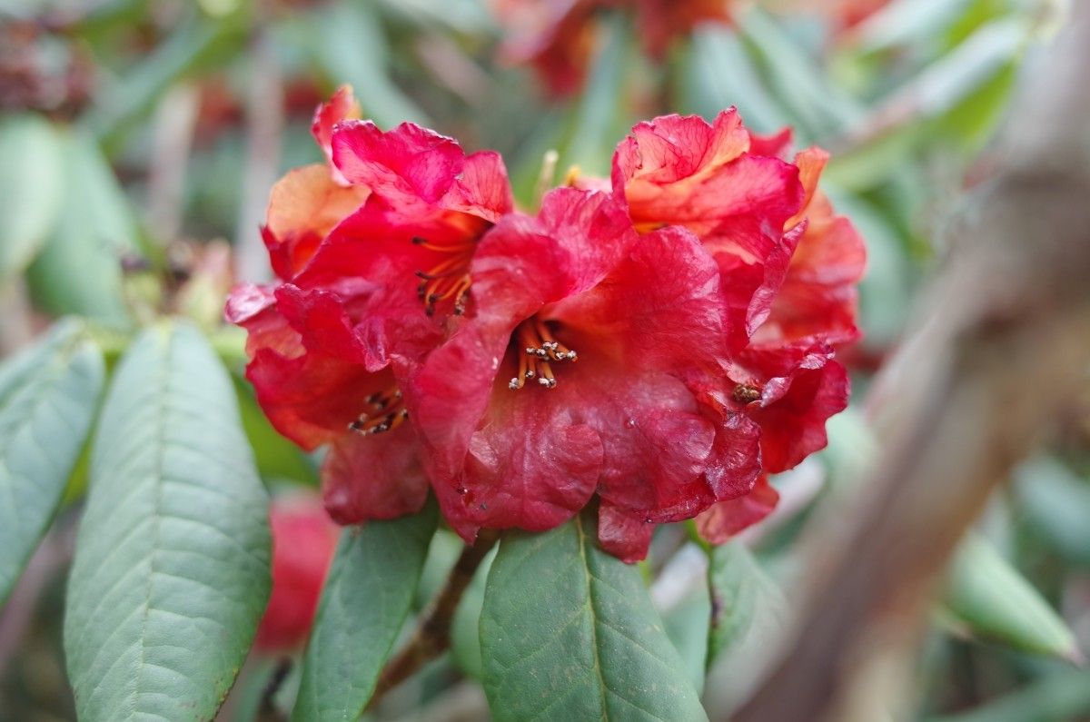 Rhododendron barbatum flower