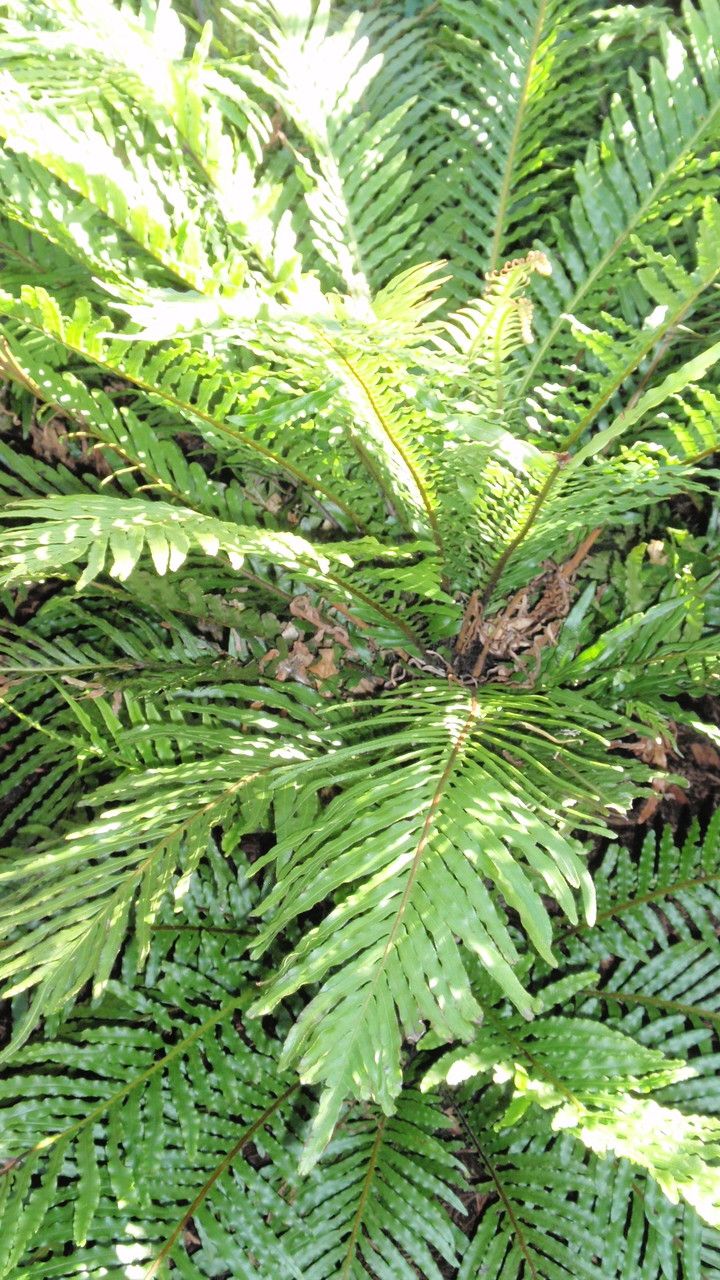 Blechnum gibbum — full shade houseplant