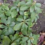 Pachysandra terminalis