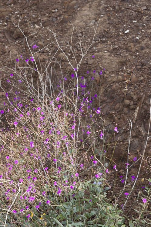 Boerhavia anisophylla habit