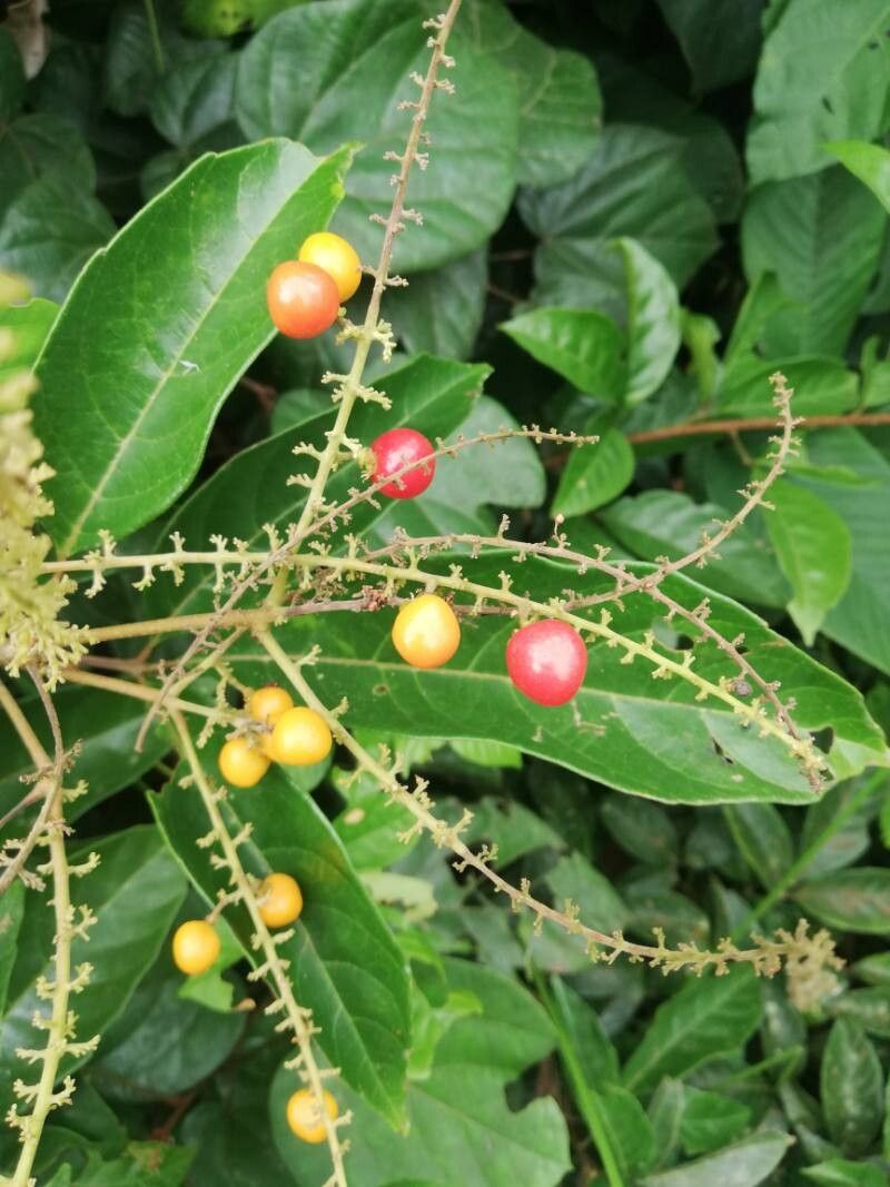 Allophylus africanus fruit