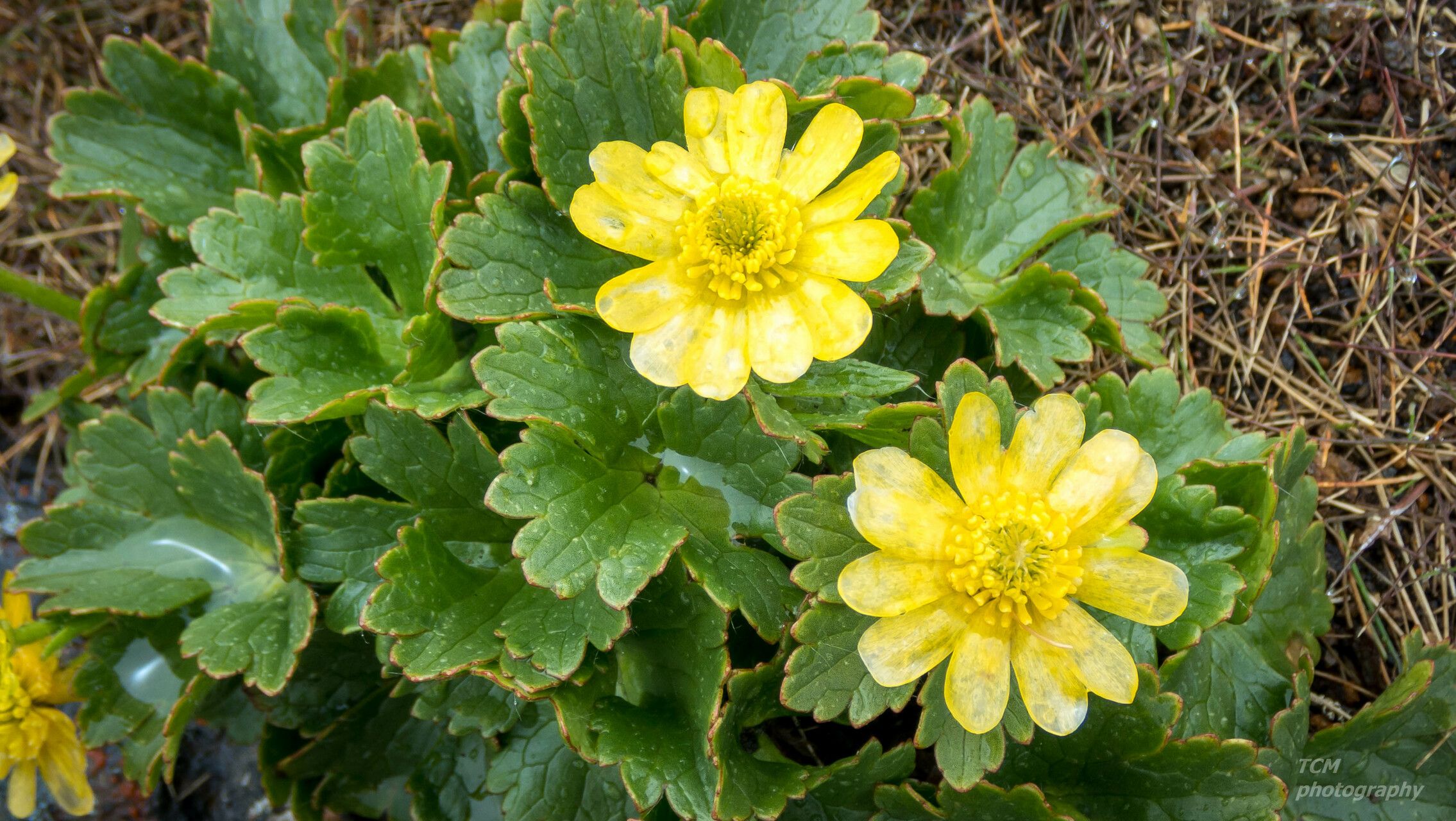 Ranunculus insignis — houseplant care guide