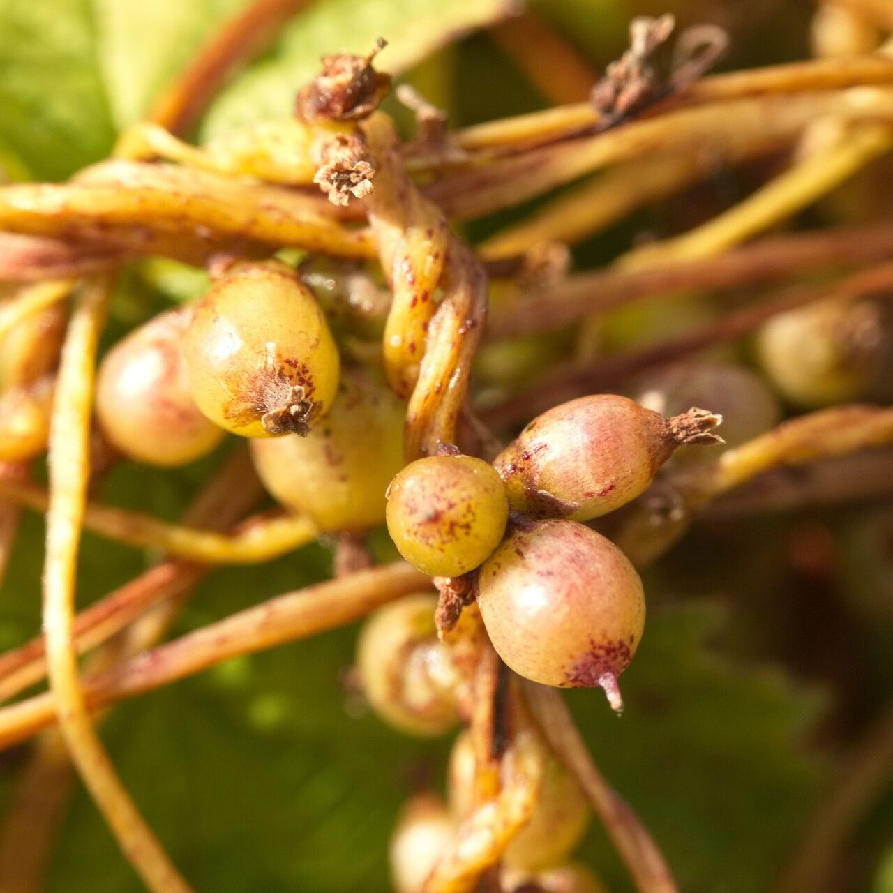 Cuscuta lupuliformis fruit