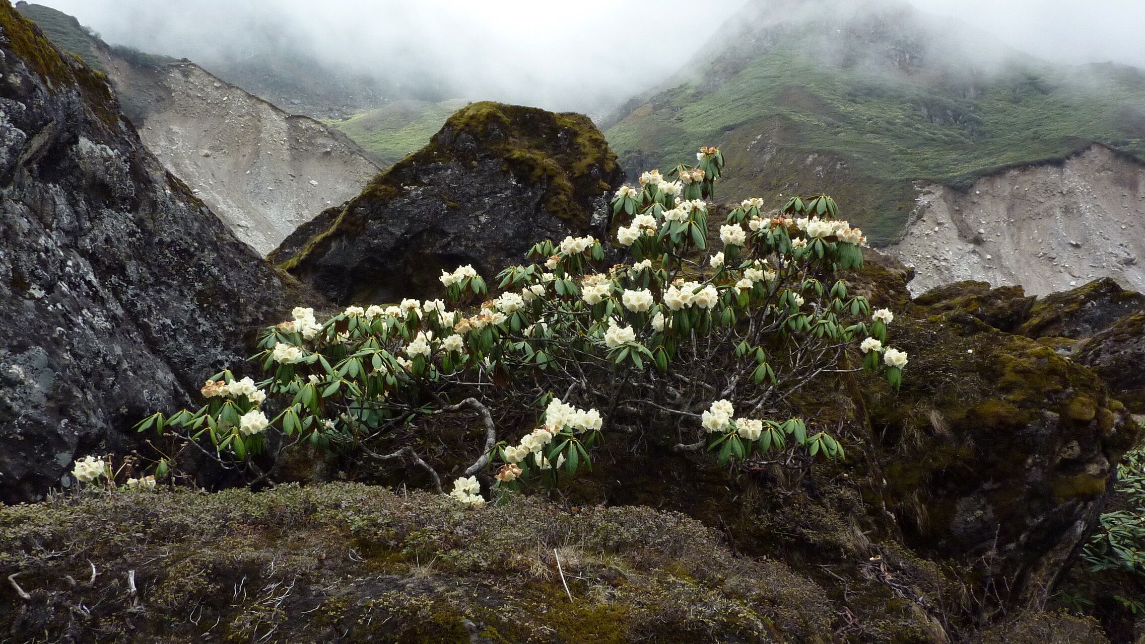 Rhododendron wightii habit