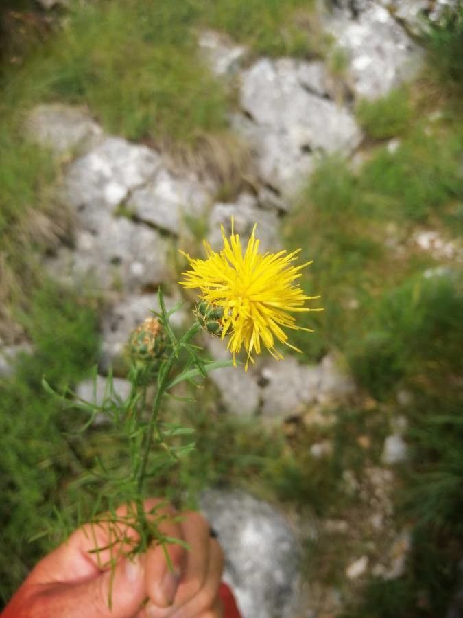 Centaurea rupestris leaf