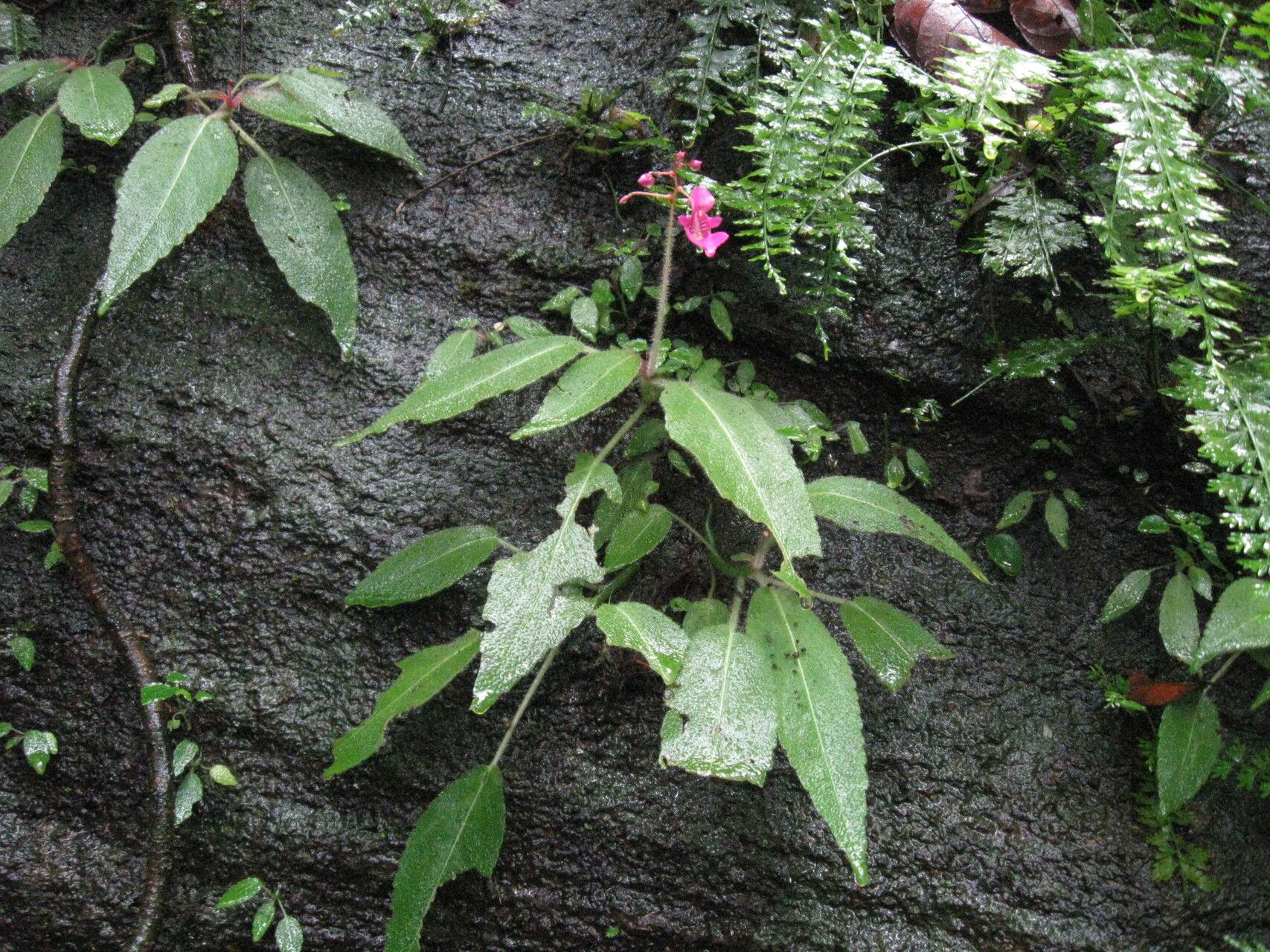 Impatiens palpebrata habit