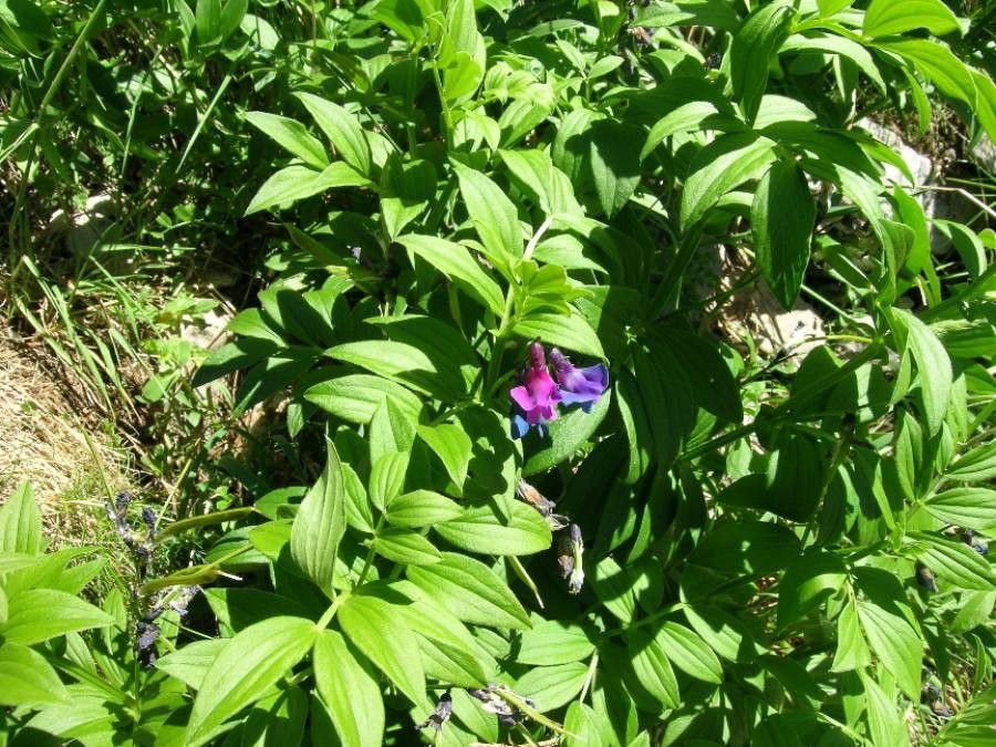 Lathyrus vivantii — search result for 'Lathyrus'