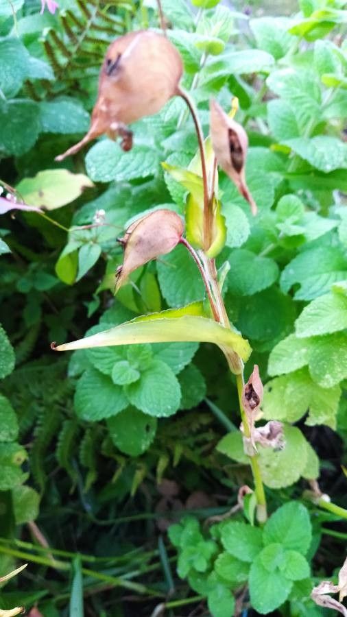 Serapias lingua fruit