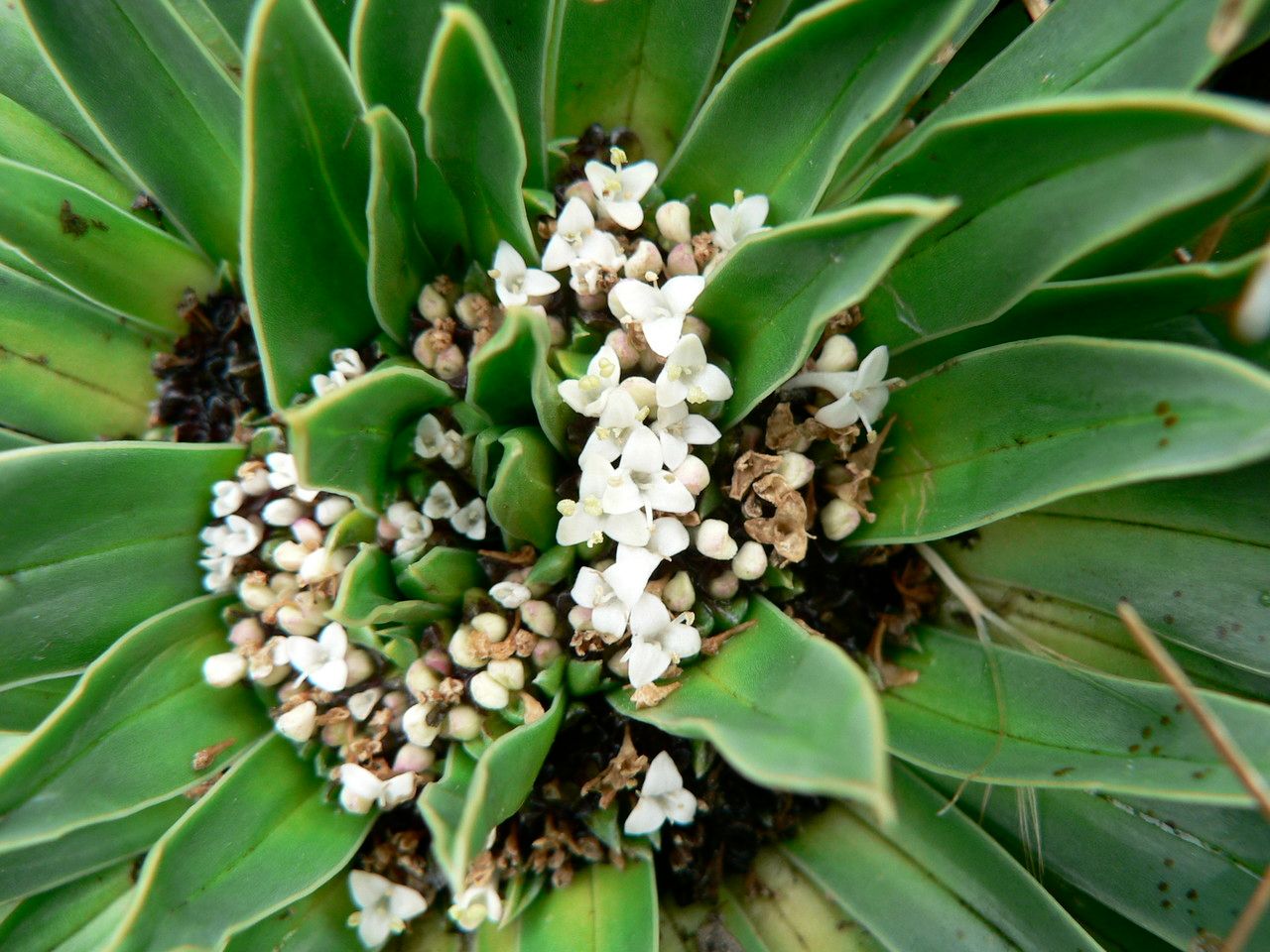 Phyllactis rigida flower