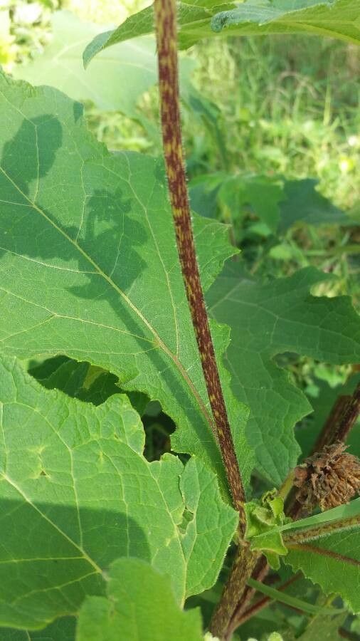 Smallanthus uvedalia bark