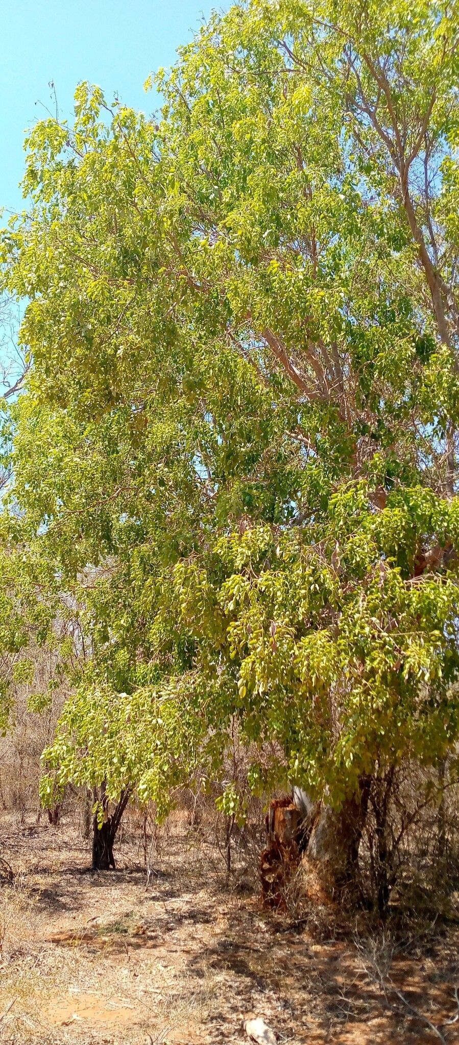 Albizia aurisparsa habit