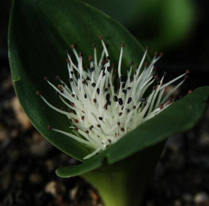 Massonia pygmaea — houseplant care guide