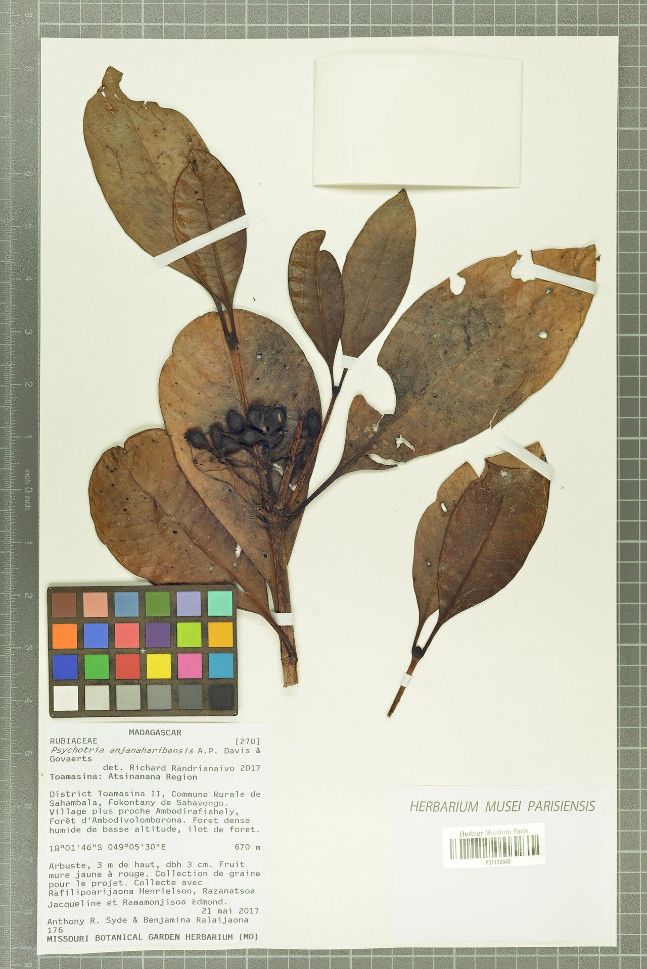 Psychotria anjanaharibensis — houseplant care guide