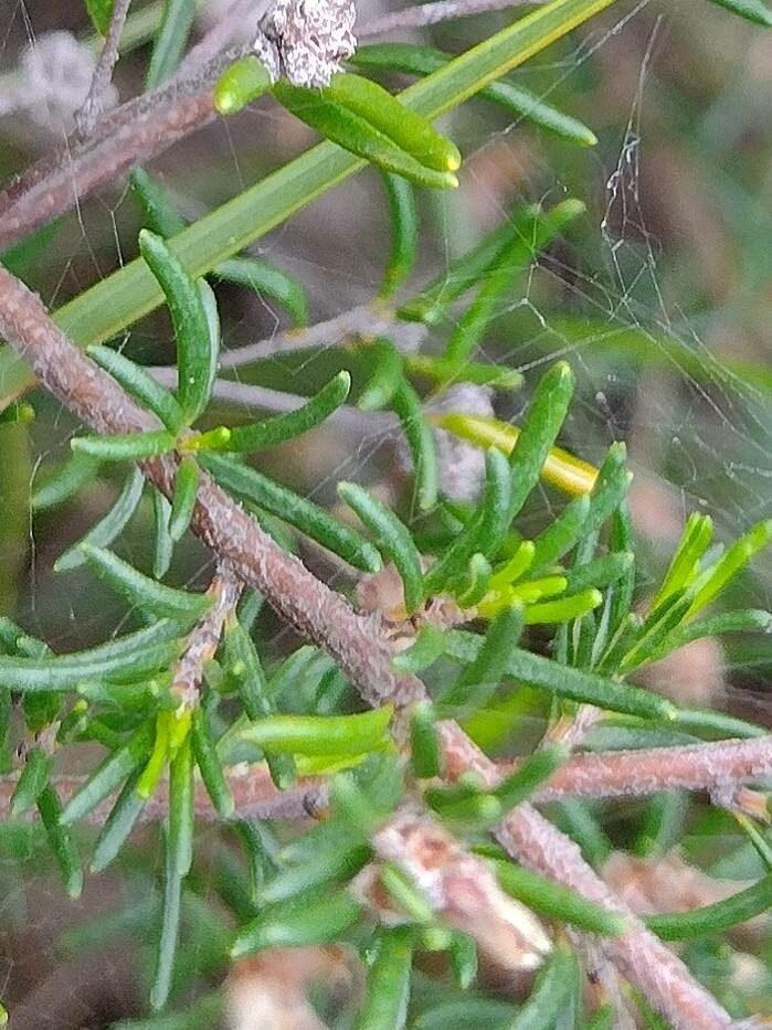 Cryptandra australis — related species from the same genus