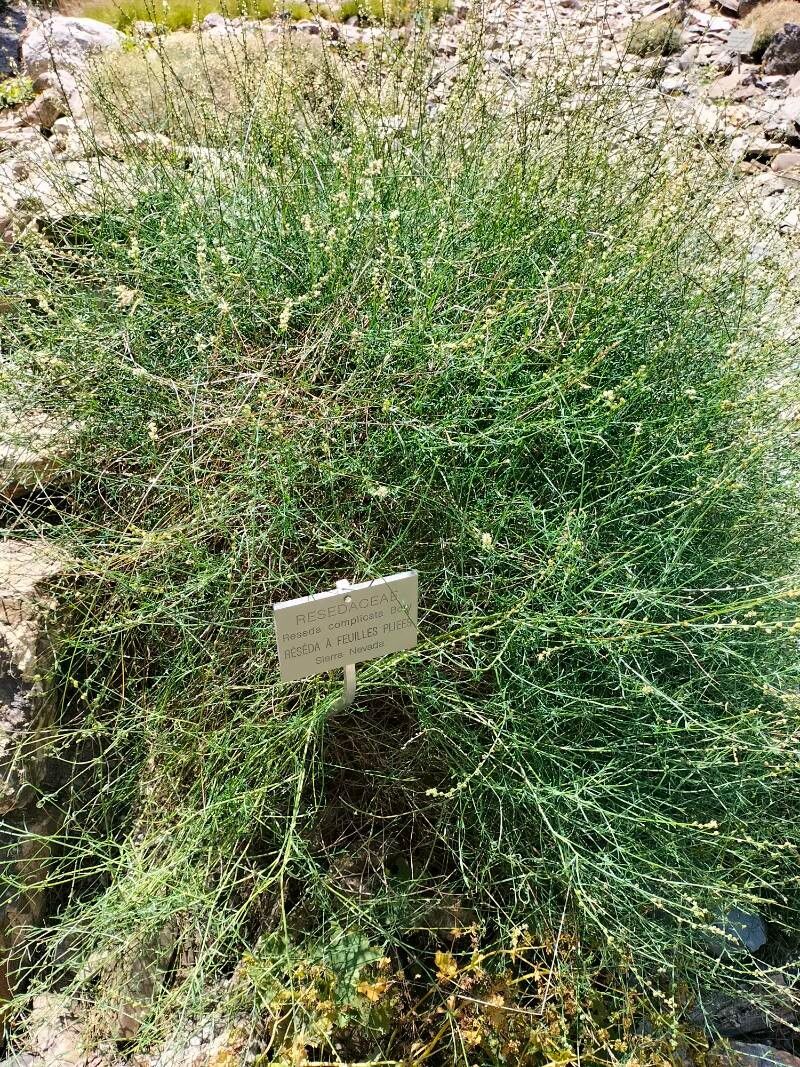 Reseda complicata leaf