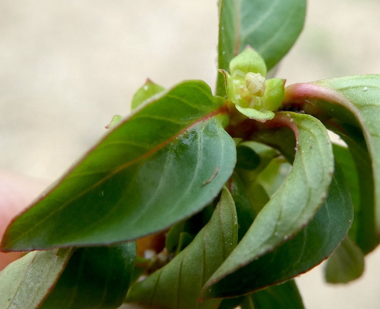 Ludwigia palustris flower