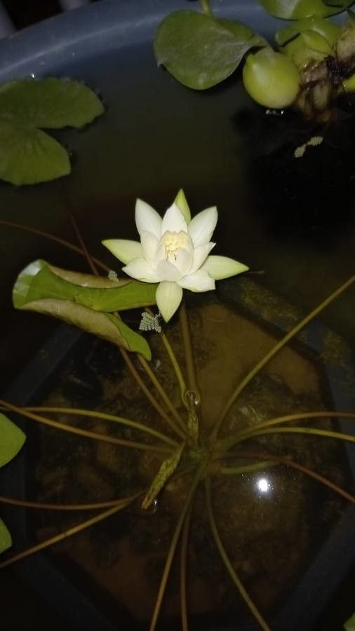 Nymphaea amazonum flower