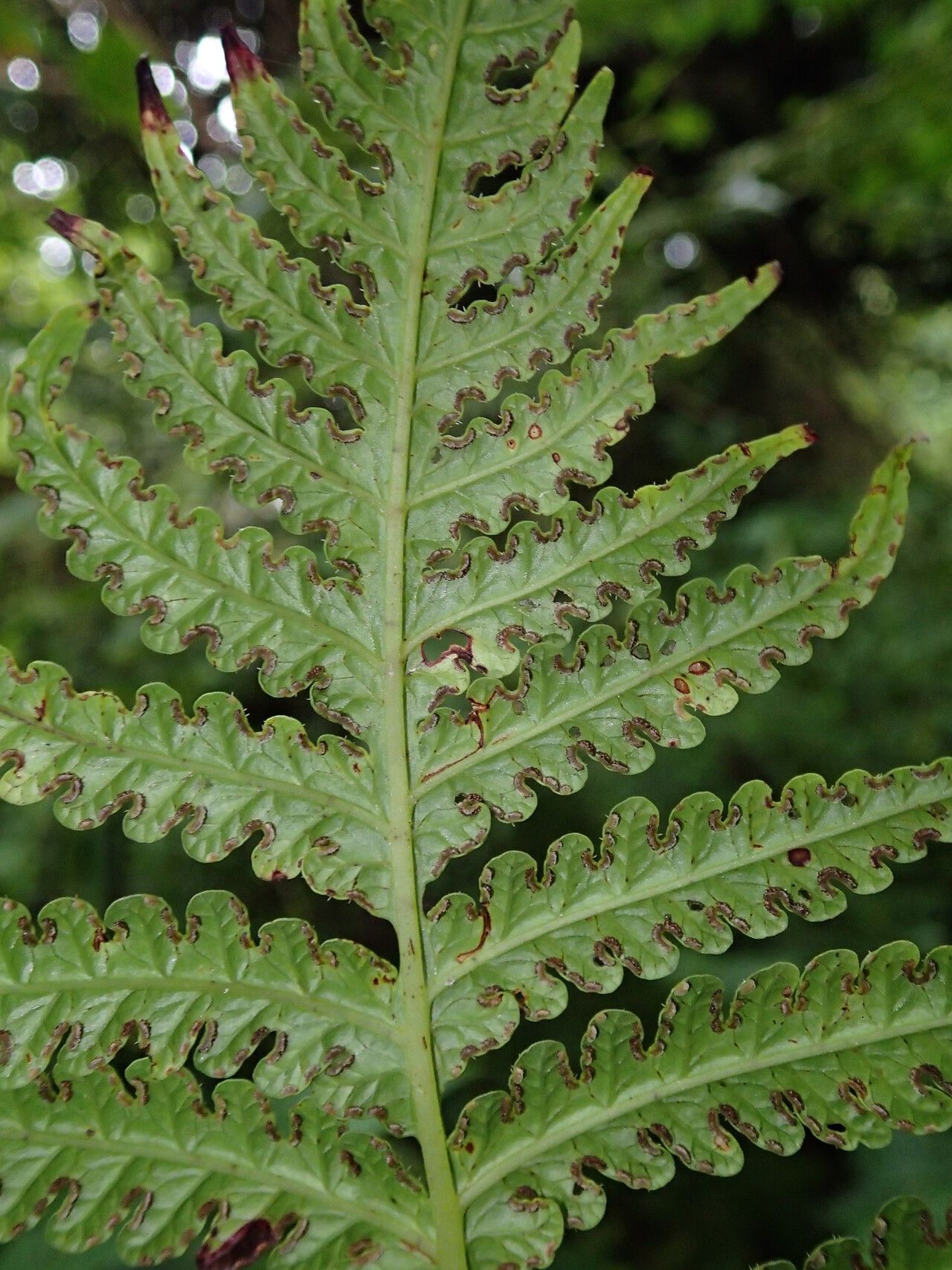 Lonchitis occidentalis — related species from the same genus