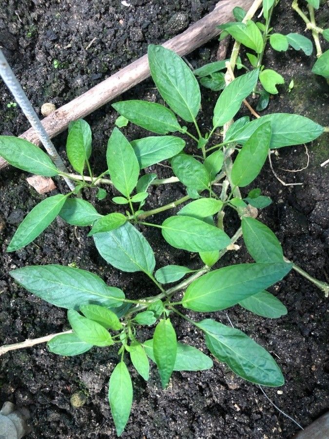 Solanum muricatum leaf