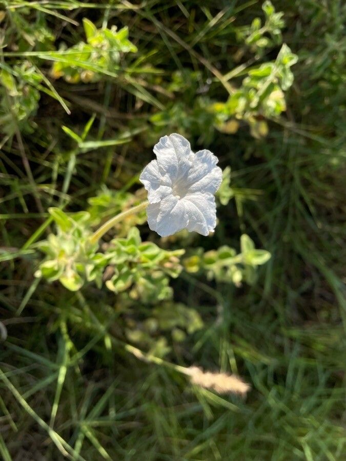 Ruellia bignoniiflora flower