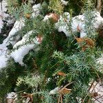 Juniperus communis