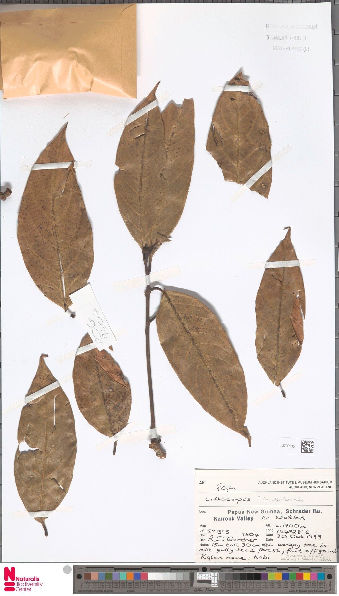 Lithocarpus lauterbachii — houseplant care guide