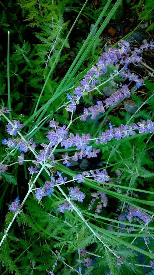 Perovskia atriplicifolia flower