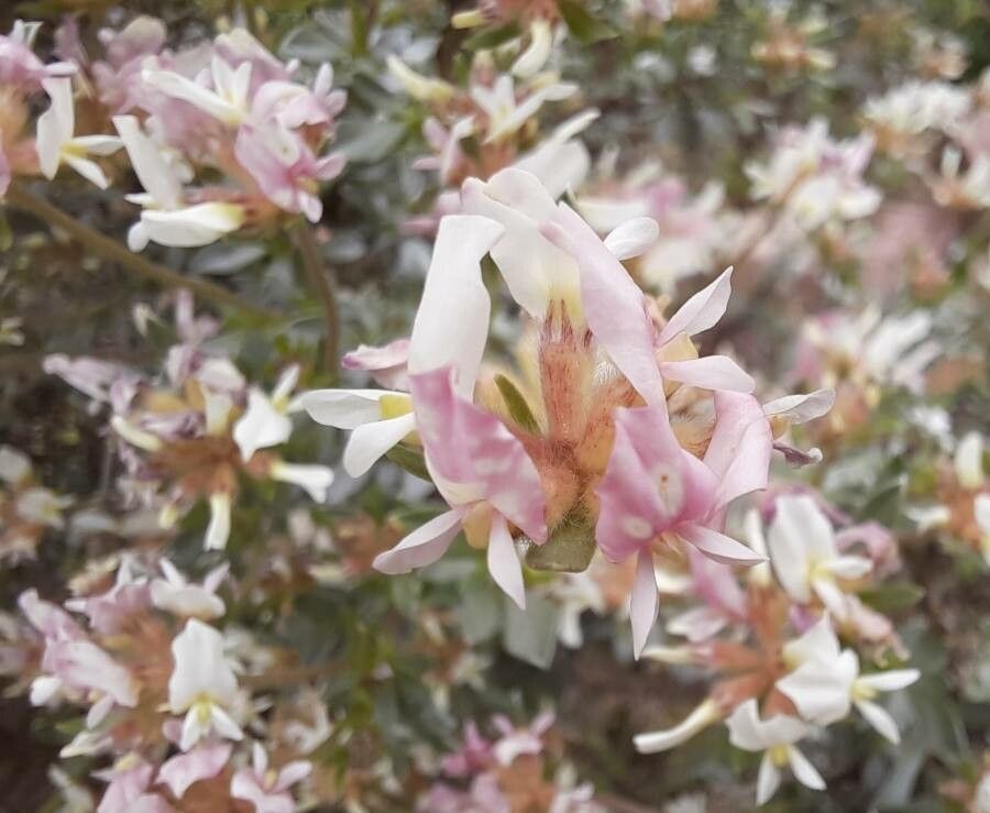 Anthyllis lagascana flower