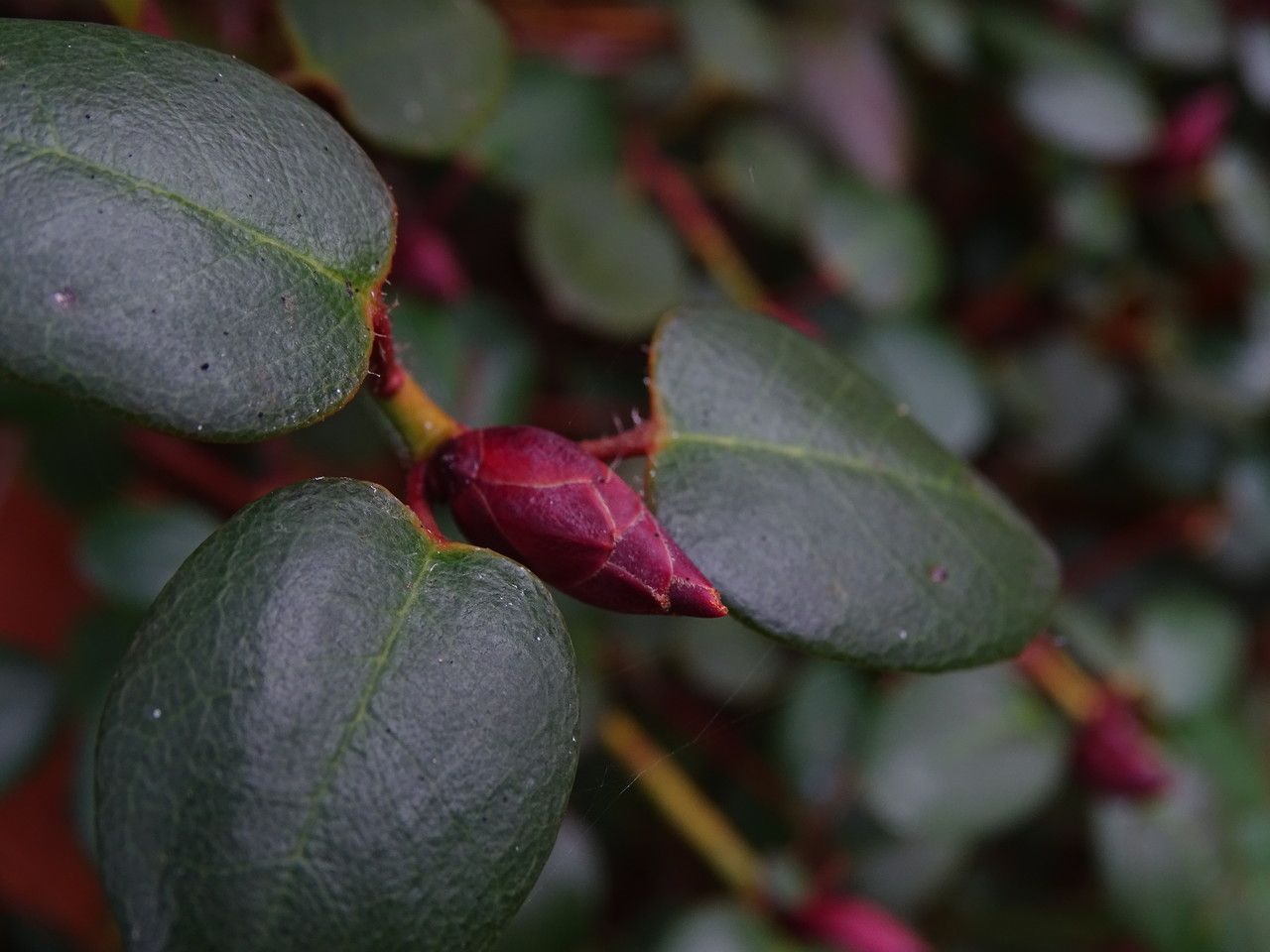 Rhododendron williamsianum flower