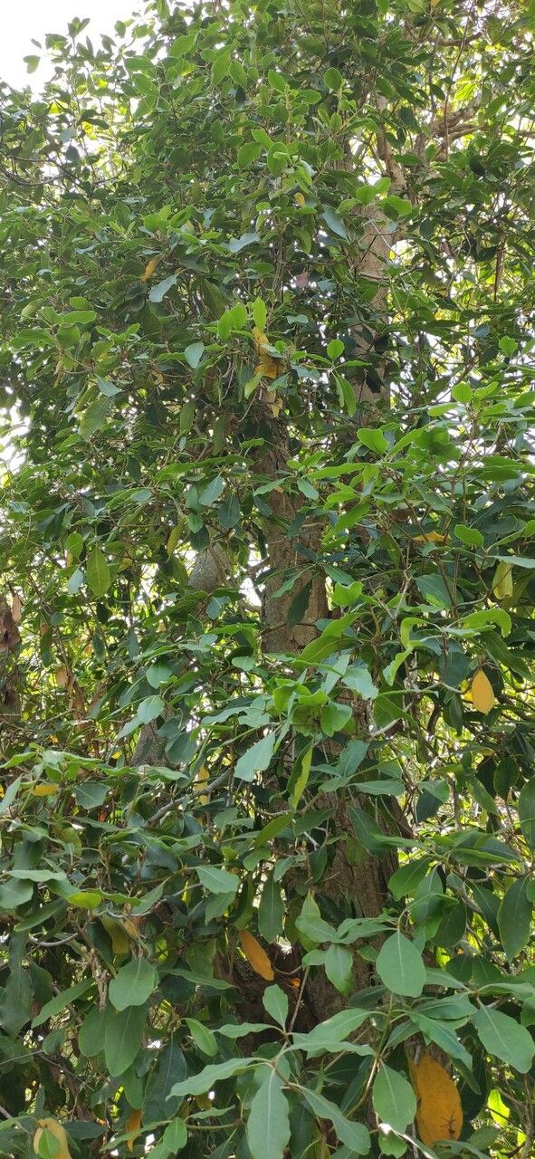 Pittosporum venulosum habit