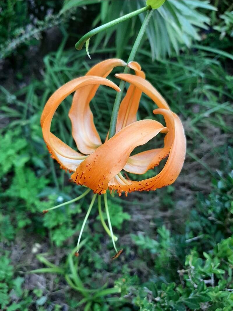 Lilium henryi flower