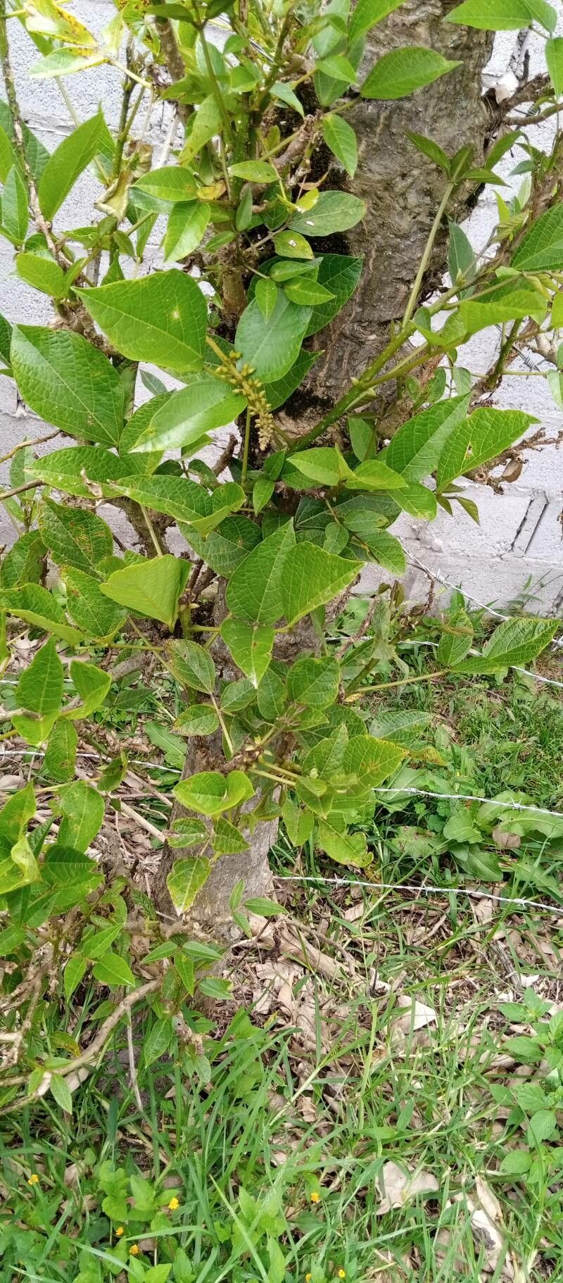 Erythrina velutina leaf