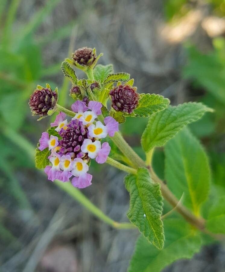 Lippia brachypoda — related species from the same genus