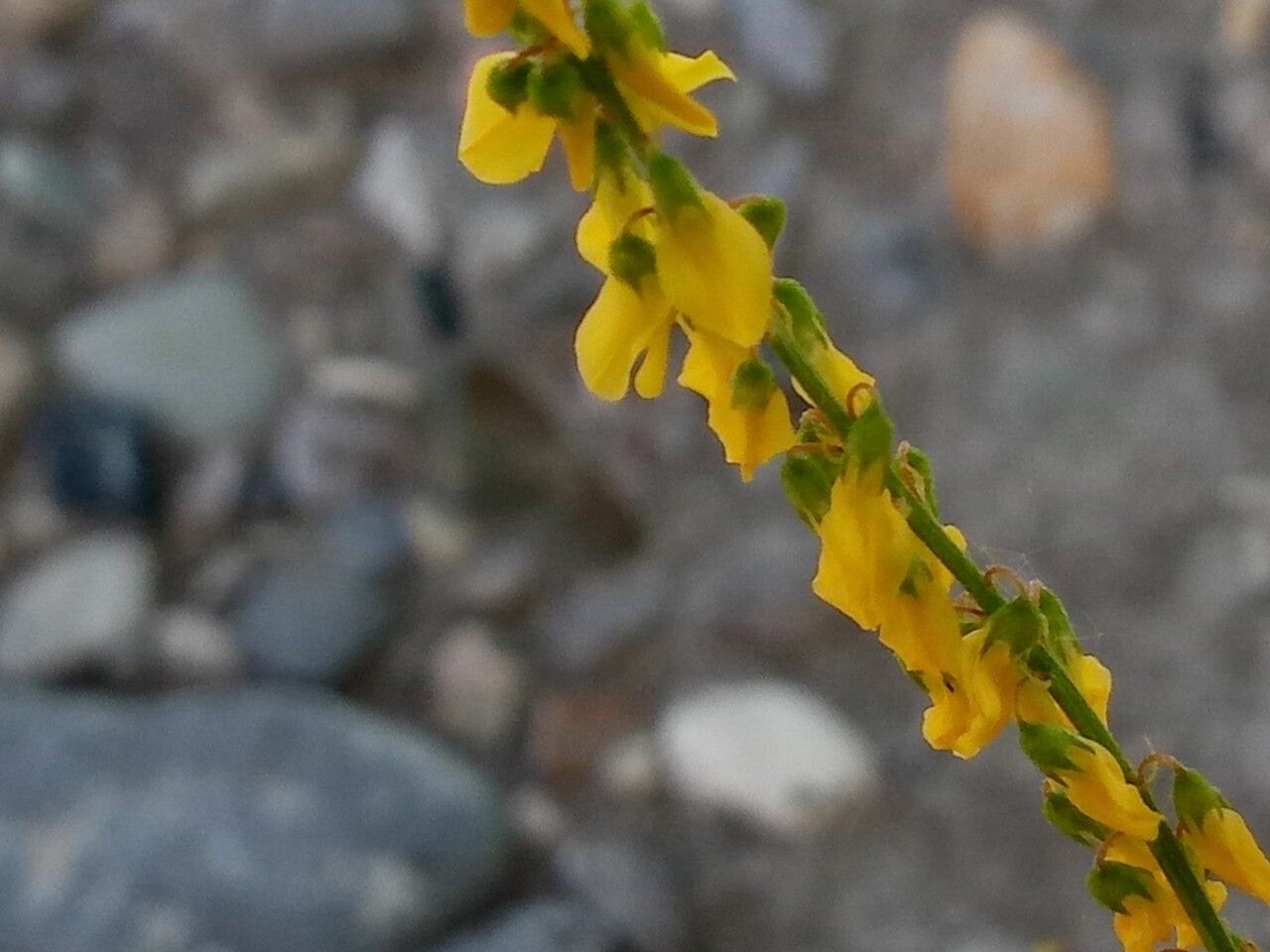 Melilotus elegans flower