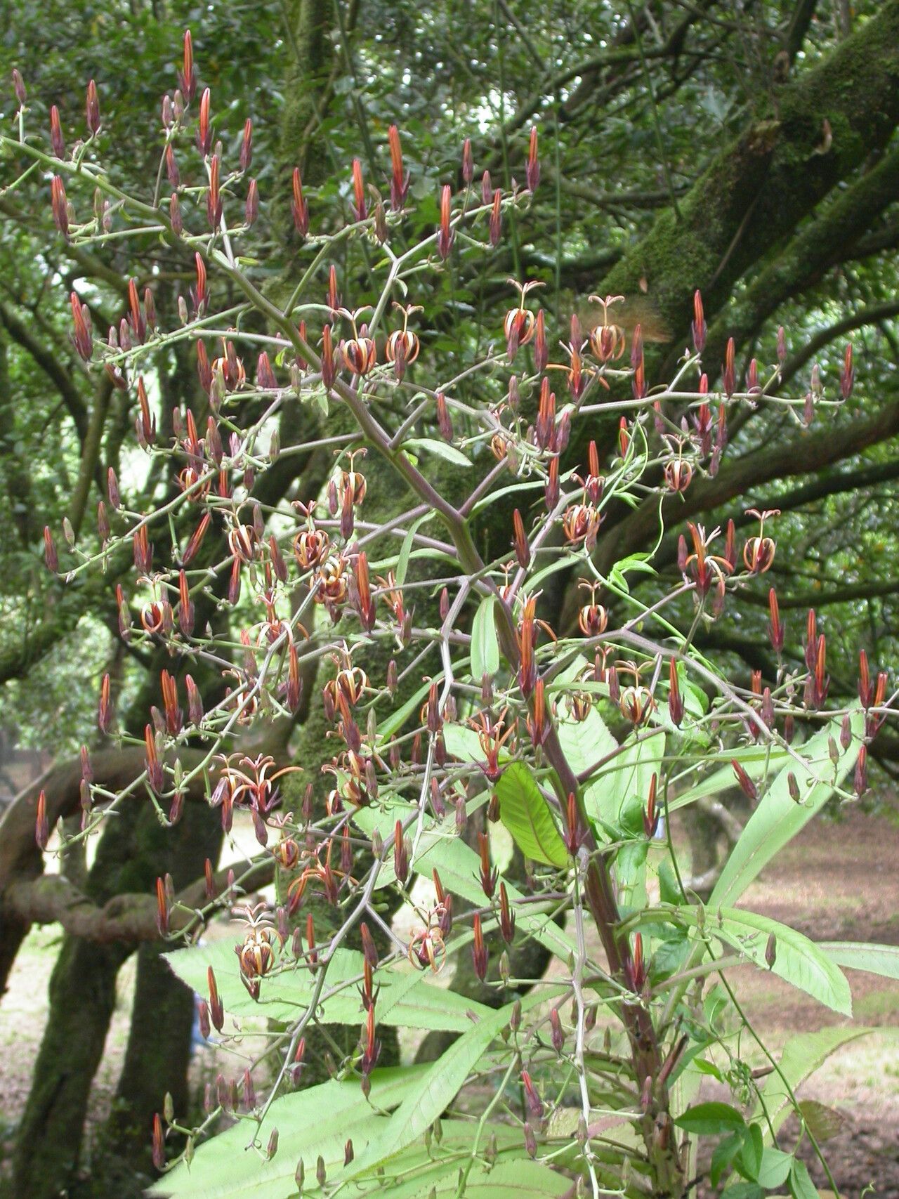 Musschia wollastonii leaf