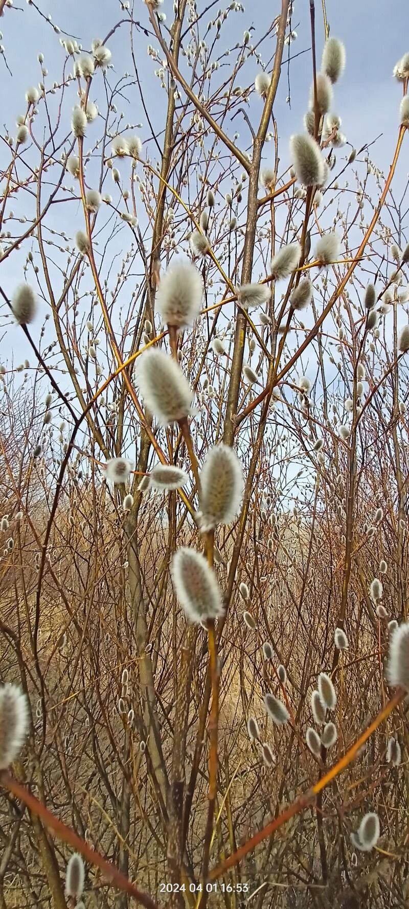 Salix acutifolia flower