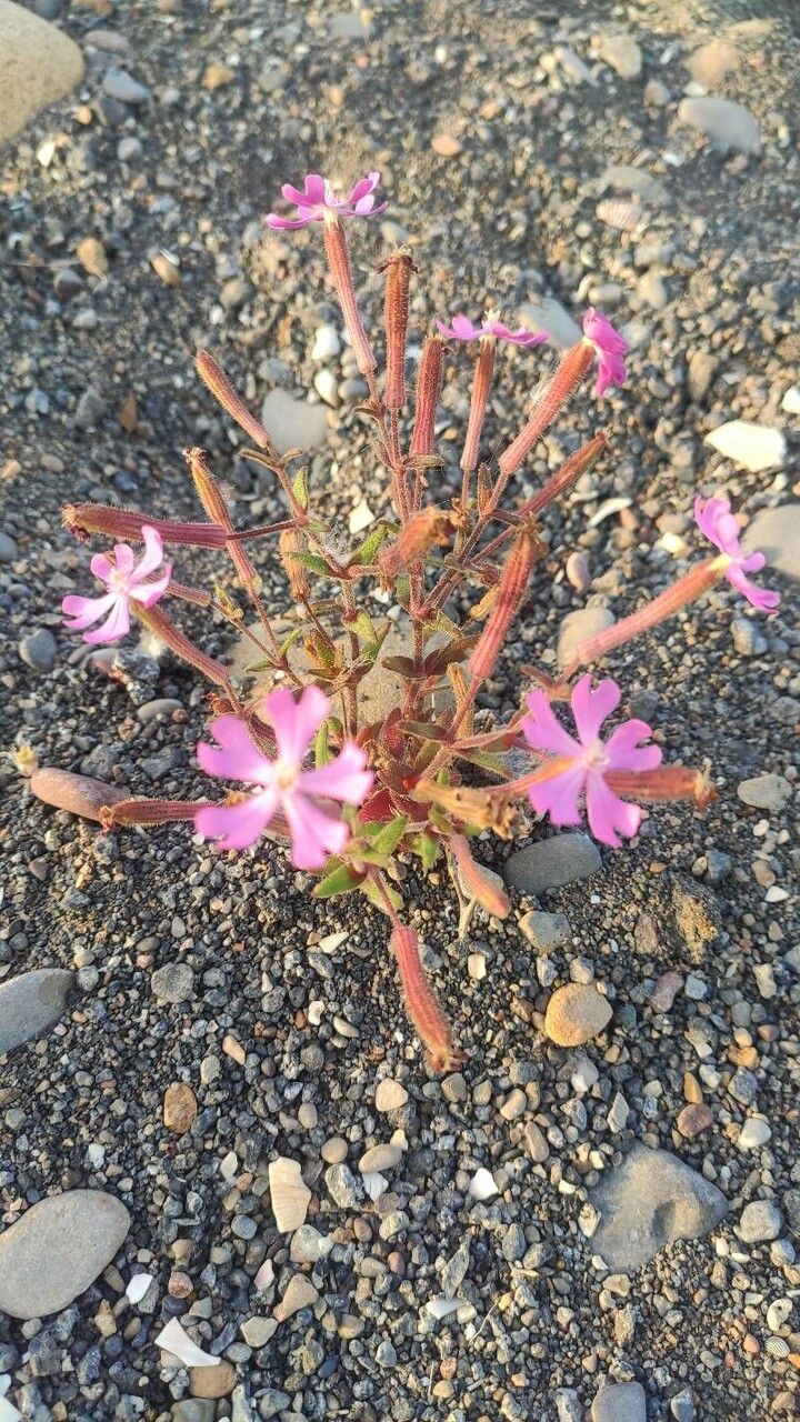 Silene cambessedesii habit