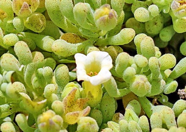 Azorella prolifera flower