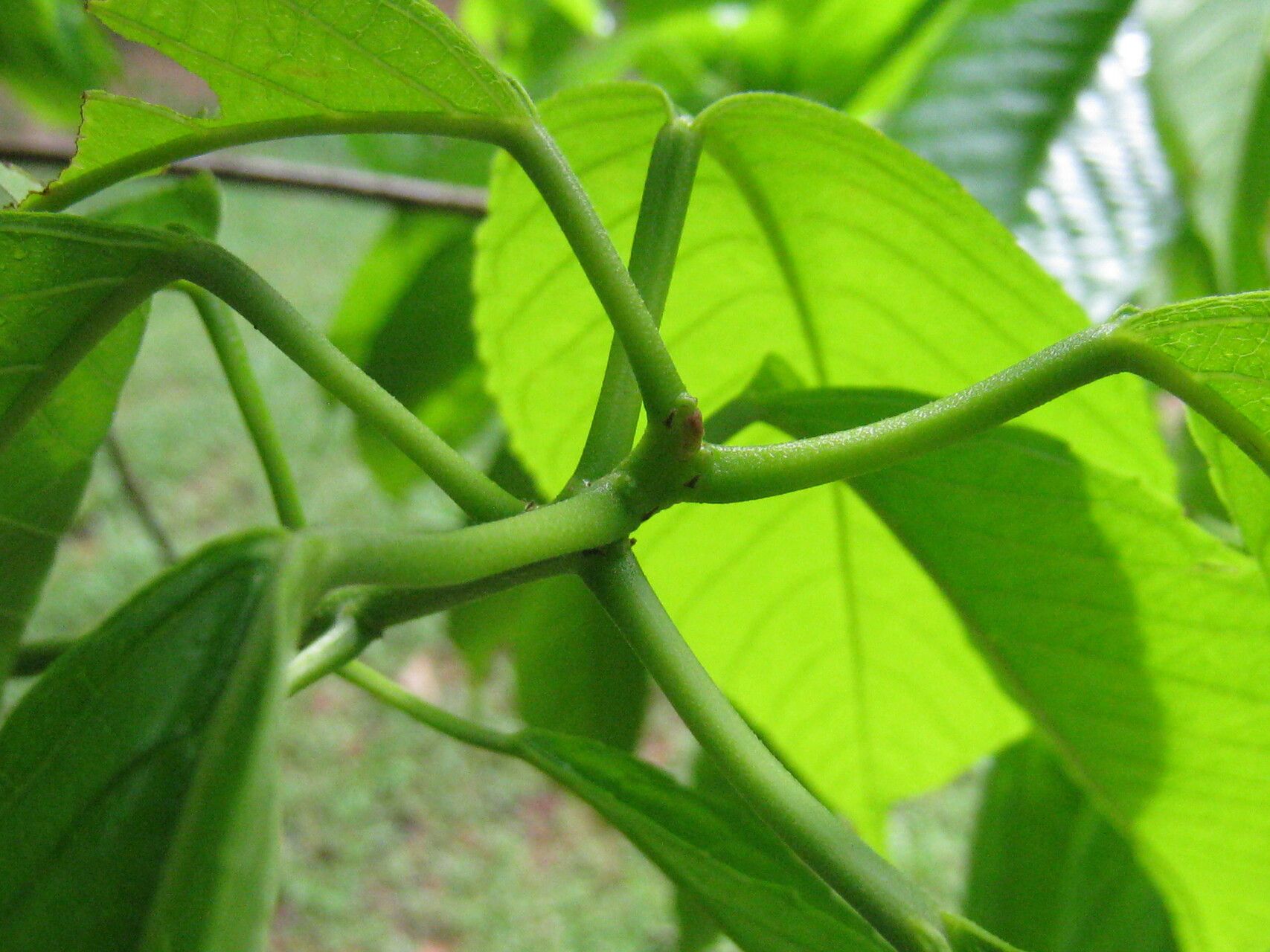 Alchornea discolor bark
